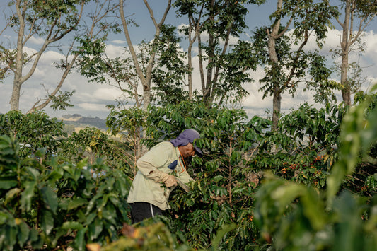 Pinnacle: The Art of Exceptional Coffee